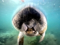 West Indian Manatee