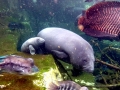 West Indian Manatee