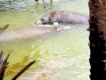 West Indian Manatee