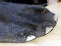 West Indian Manatee