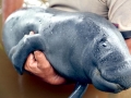 West Indian Manatee