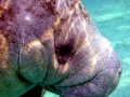West Indian Manatee