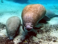 West Indian Manatee