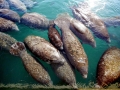 West Indian Manatee