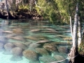 West Indian Manatee