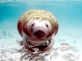 West Indian Manatee