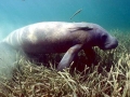 West Indian Manatee
