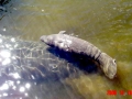 West Indian Manatee
