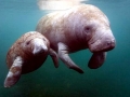 West Indian Manatee