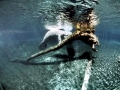 West Indian Manatee