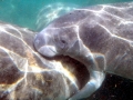 West Indian Manatee