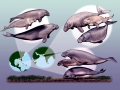 West Indian Manatee