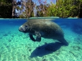 West Indian Manatee