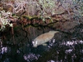 West Indian Manatee