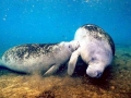 West Indian Manatee