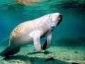 West Indian Manatee