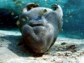 West Indian Manatee
