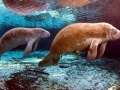 West Indian Manatee