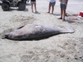 West Indian Manatee