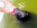 West Indian Manatee