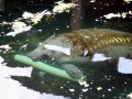 West Indian Manatee