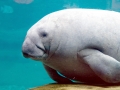 West Indian Manatee