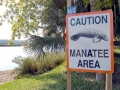 West Indian Manatee