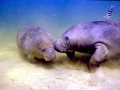 West Indian Manatee