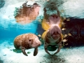 West Indian Manatee