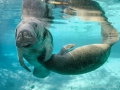 West Indian Manatee