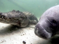West Indian Manatee