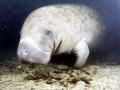 West Indian Manatee