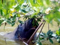 West Indian Manatee