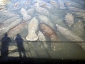 West Indian Manatee