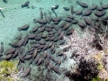 West Indian Manatee