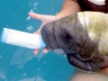 West Indian Manatee