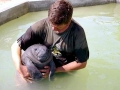 West Indian Manatee