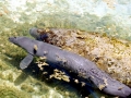 West Indian Manatee
