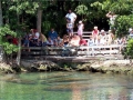West Indian Manatee