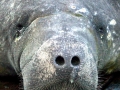 West Indian Manatee