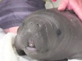 West Indian Manatee