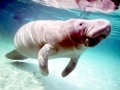 West Indian Manatee