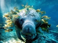 West Indian Manatee