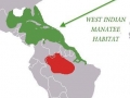 West Indian Manatee
