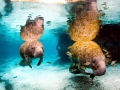 West Indian Manatee