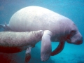 West Indian Manatee