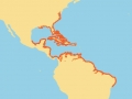 West Indian Manatee