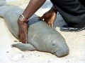 West Indian Manatee