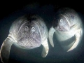 West Indian Manatee