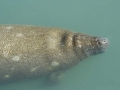 West Indian Manatee
